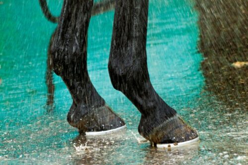 Arthrose beim Pferd eine chronische Gelenkserkrankung