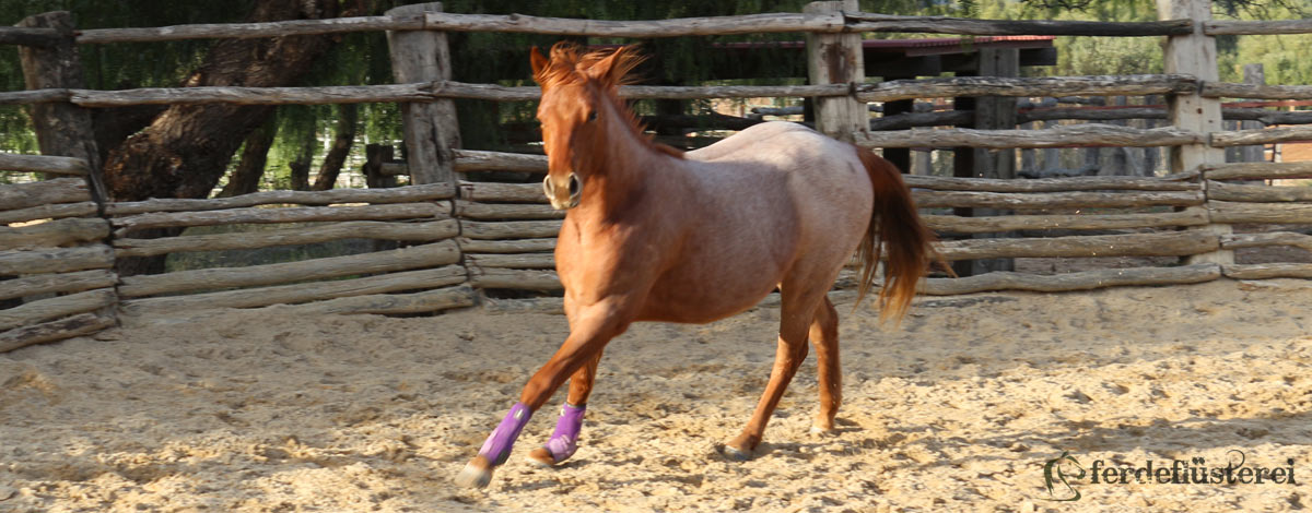 Roundpen