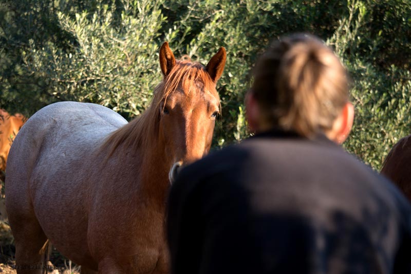 Verdienen kaufen zu sollte pferd viel man um wie ein Wie viel