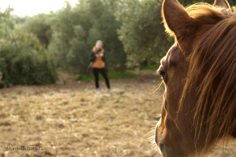 Zu pferd kaufen viel wie ein sollte um man verdienen Pferde kaufen