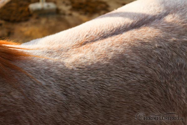 Pferd Rückenmuskulatur Aufbauen Bodenarbeit