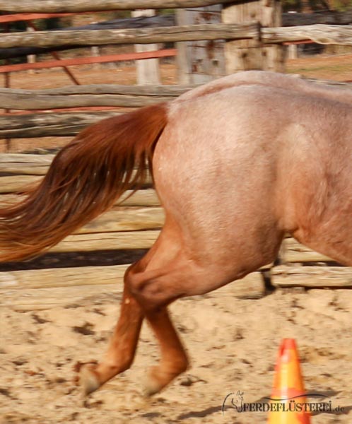 Um kaufen man viel sollte ein zu verdienen pferd wie Immobilien: So