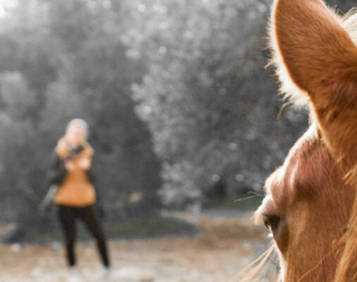 Hallo Pferd