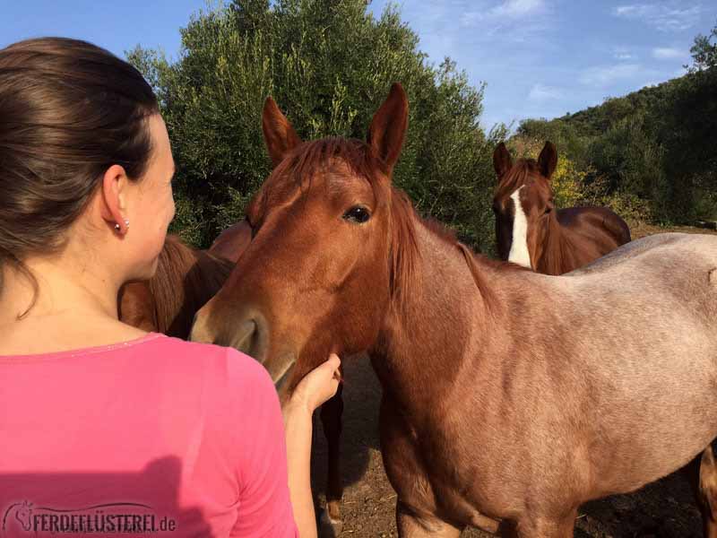 Pferd von genommen wird frau Eduard der