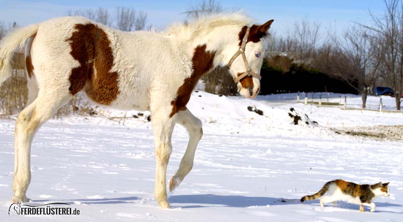 Pferd folgt Katze