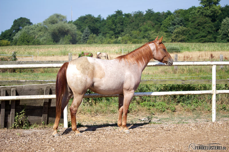 Pferd Beritt Geben