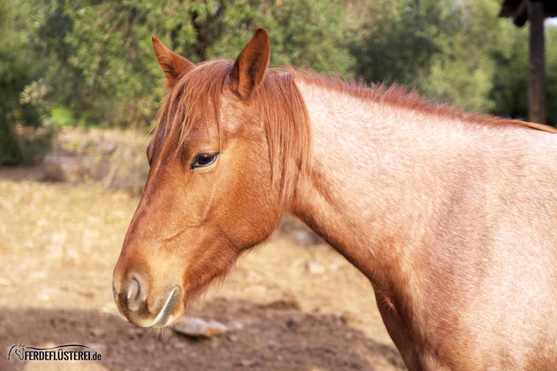 Pferd hört hin