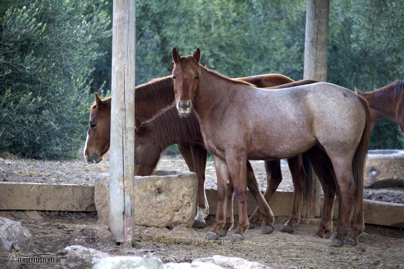 Pferd auf Koppel