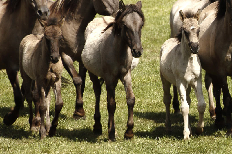 Dülmener Wildpferde
