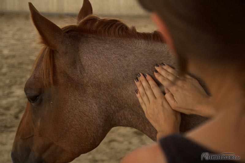 Massage Pferd Anleitung