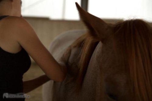 Massage mit Pferd
