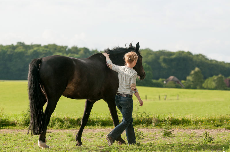 Eins Werden Mit Dem Pferd Was Ist Der Schlüssel Zum Erfolg