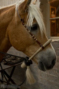 Haflinger mit Bosal