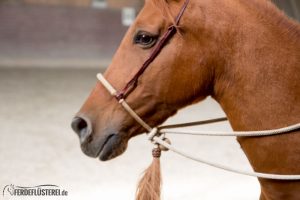 Gebisslos Reiten: Mit dem Bosal pferdefreundlich bis zur höchsten Versammlung 8