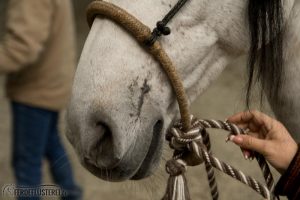 Bosal an Pferdenase