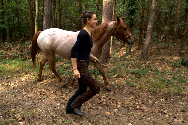 Training im Gelände mit dem Pferd