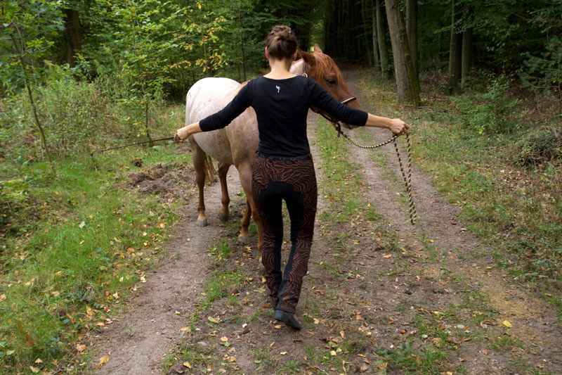 Wenden des Pferdes - Führtraining