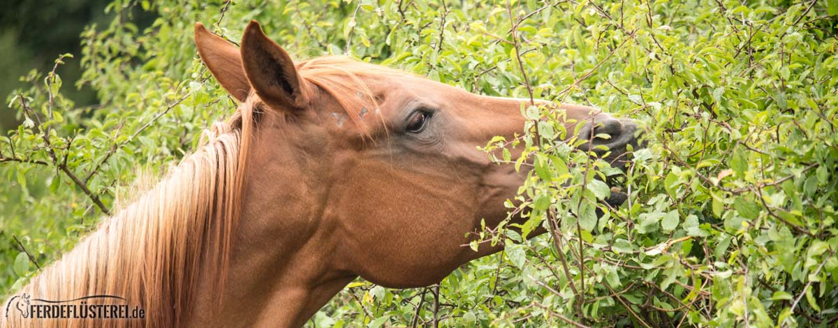 Kräuter fürs Pferd