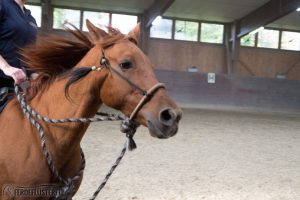 Pferd mit Bosal