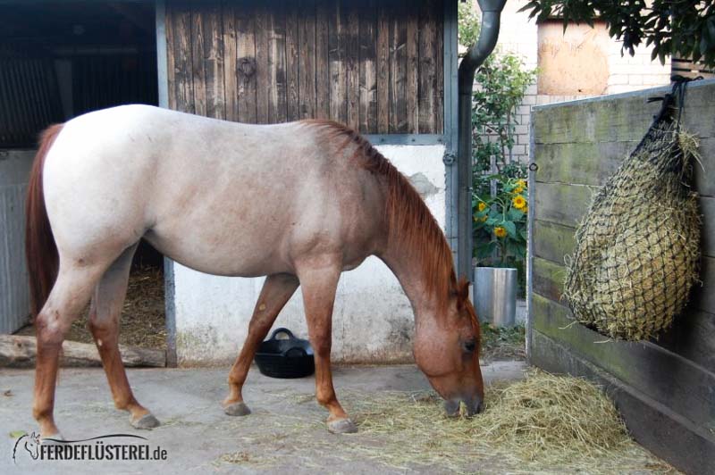 Pferd Futter Schmackhaft Machen