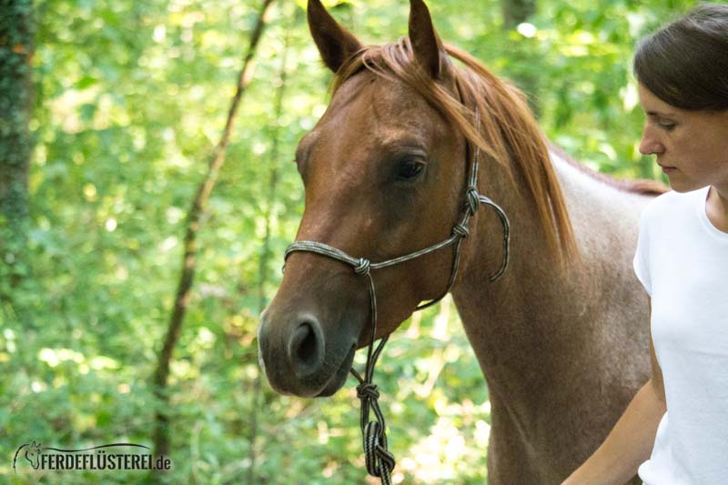 Carey - Quarterhorse