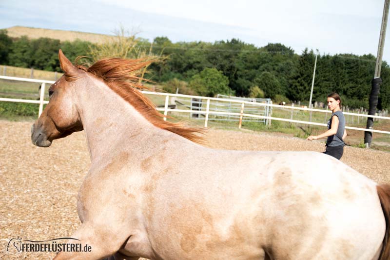 Carey - Quarterhorse