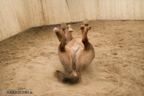 Pferd Wälzen