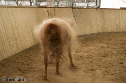 Pferd Wälzen