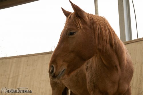 Pferd rufen