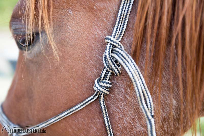 Pferd Droht Beim Longieren