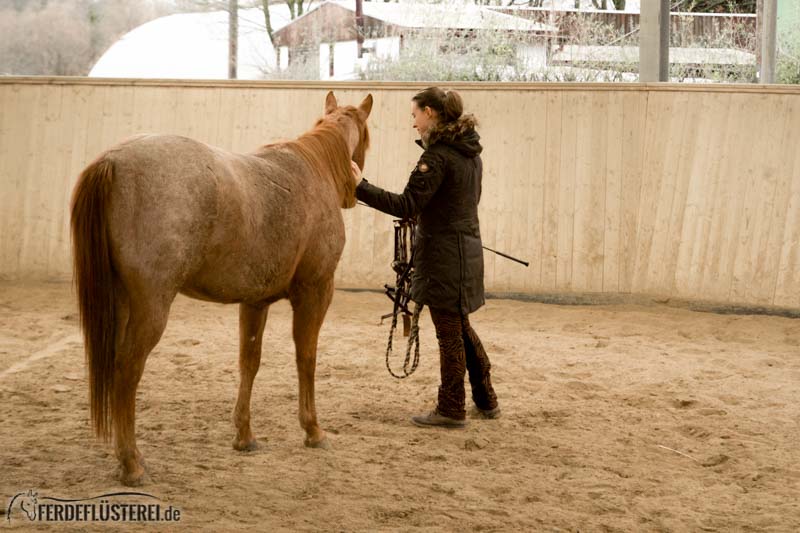 Pferd Bleibt Beim Führen Stehen Und Geht Nicht Weiter