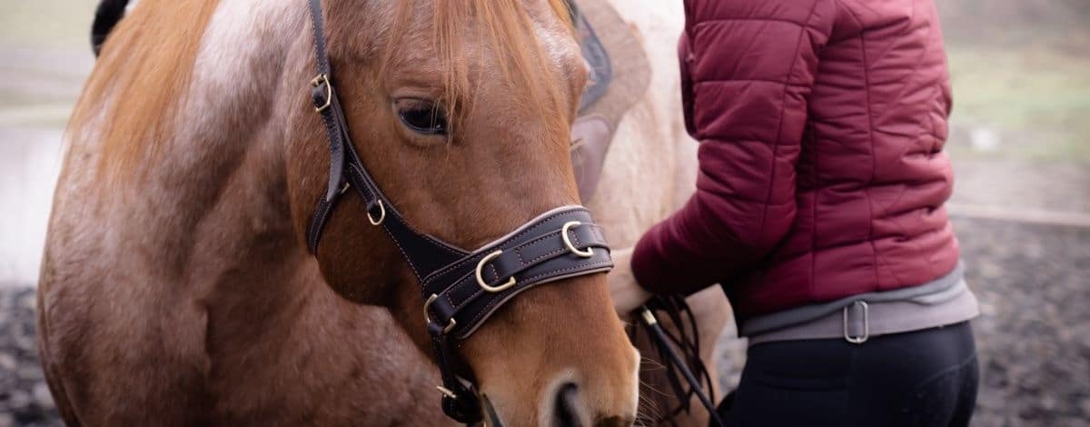 Petra und Carey trainieren am Boden mit Kappzaum