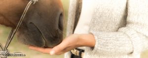 Futterlob bei Pferden - Leckerli richtig geben