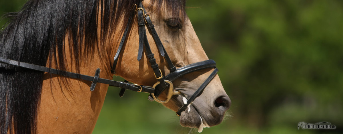 Pferd Lässt Sich Plötzlich Nicht Mehr Trensen