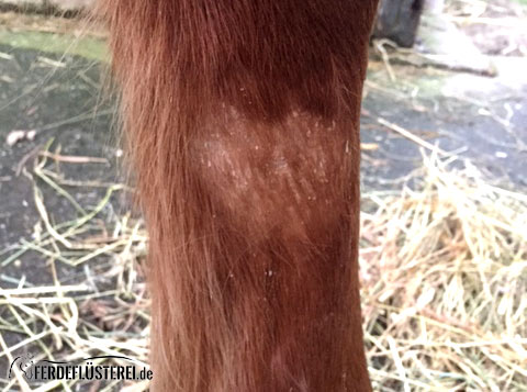 Grasmilben Beim Pferd Behandeln