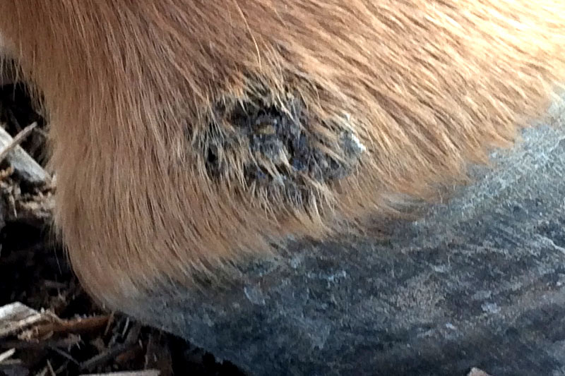 Mauke Behandlung Beim Pferd