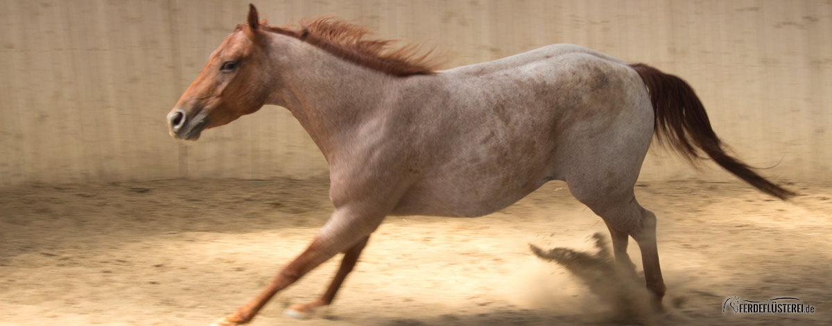 Pferd widersetzt sich