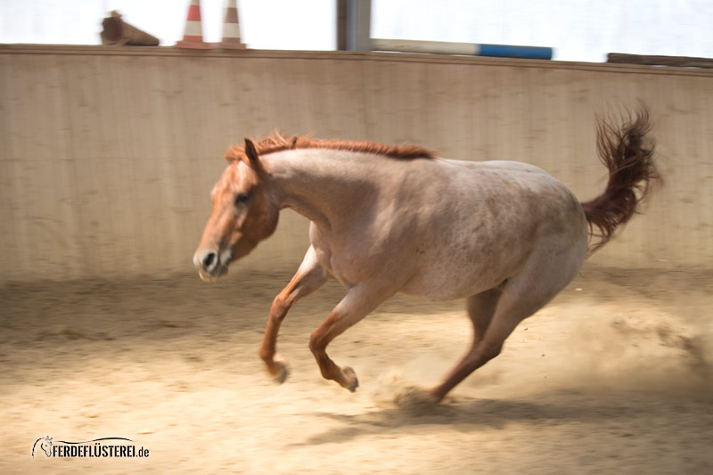 Pferd Weigert Sich Vorwärts Zu Gehen