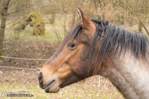Horse Aikido Frei Reiten Bogenschiessen