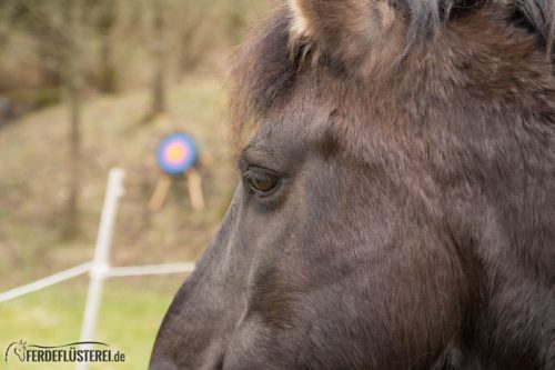 Horse Aikido Frei Reiten Bogenschiessen