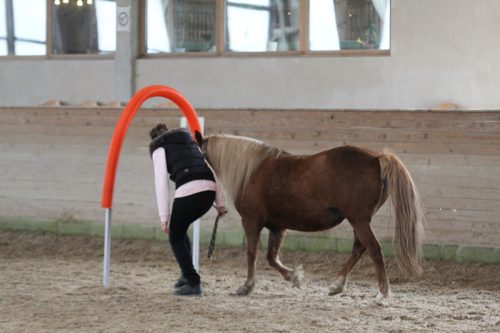 Horse Agility (Foto: Reiner Kolsen)