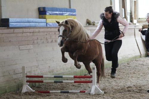 Horse Agility (Foto: Reiner Kolsen)