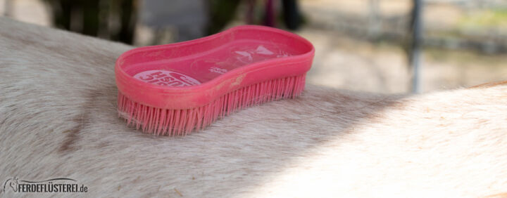 Pferd Richtig Putzen Die Wichtigsten Schritte Fur Ein Sauberes Und Gluckliches Pferd