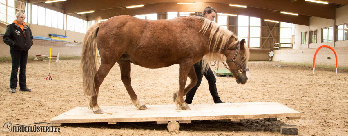 Horse Agility Corinna Ertl