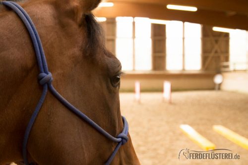 Horse Agility Corinna Ertl