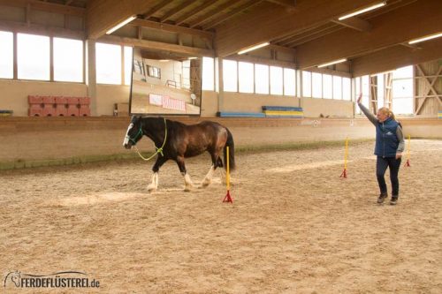 Horse Agility Corinna Ertl