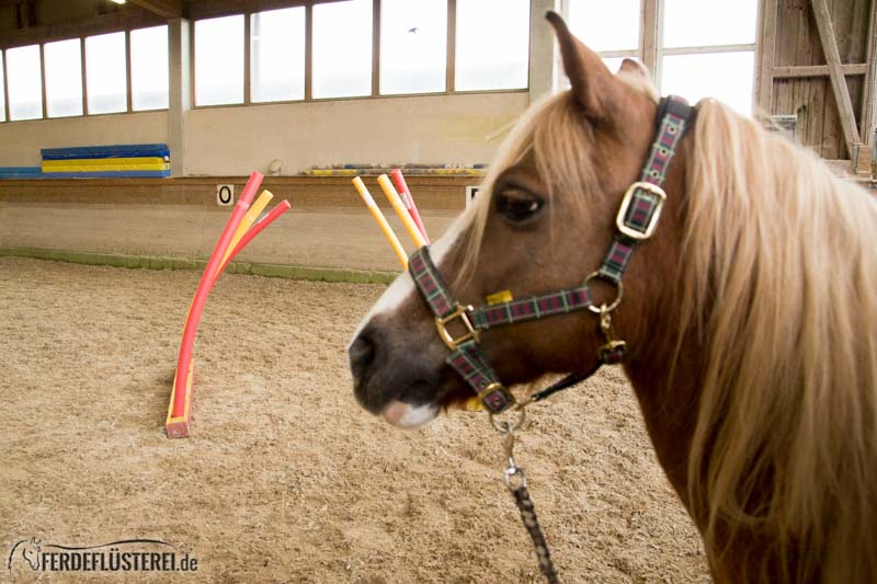 Horse Agility Pferdetraining