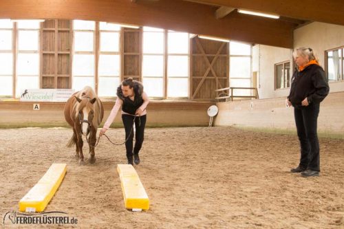 Horse Agility Corinna Ertl