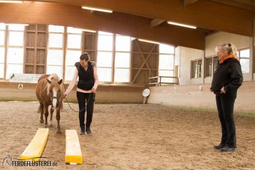 Horse Agility Corinna Ertl