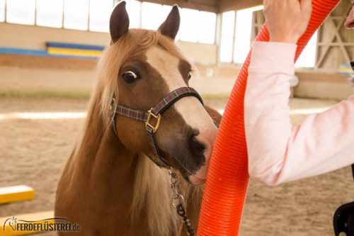 Horse Agility Corinna Ertl